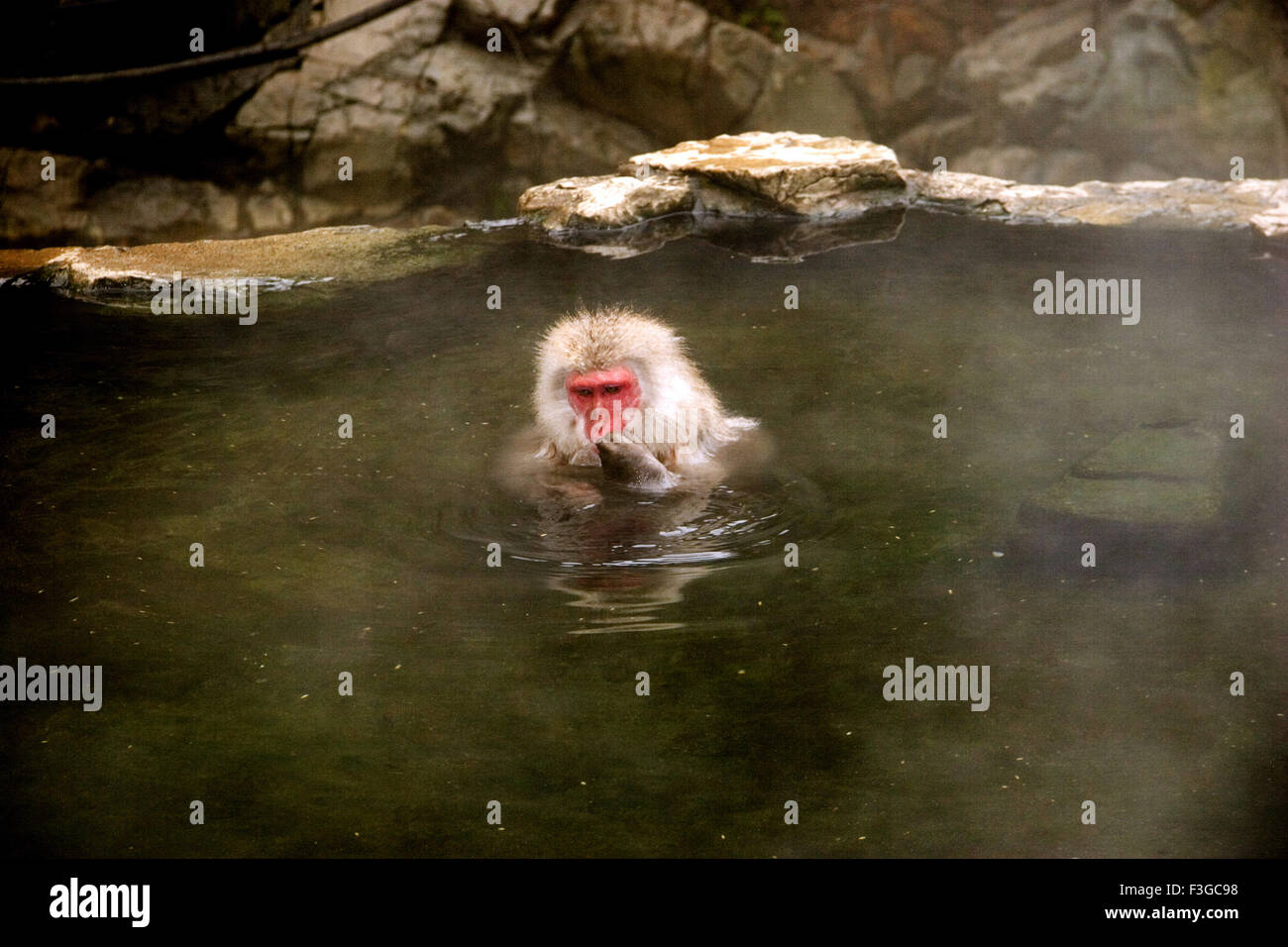 Japanese monkey sitting in hot water spring for heat and protection from too much of cold ; Japan (Kotio) Stock Photo