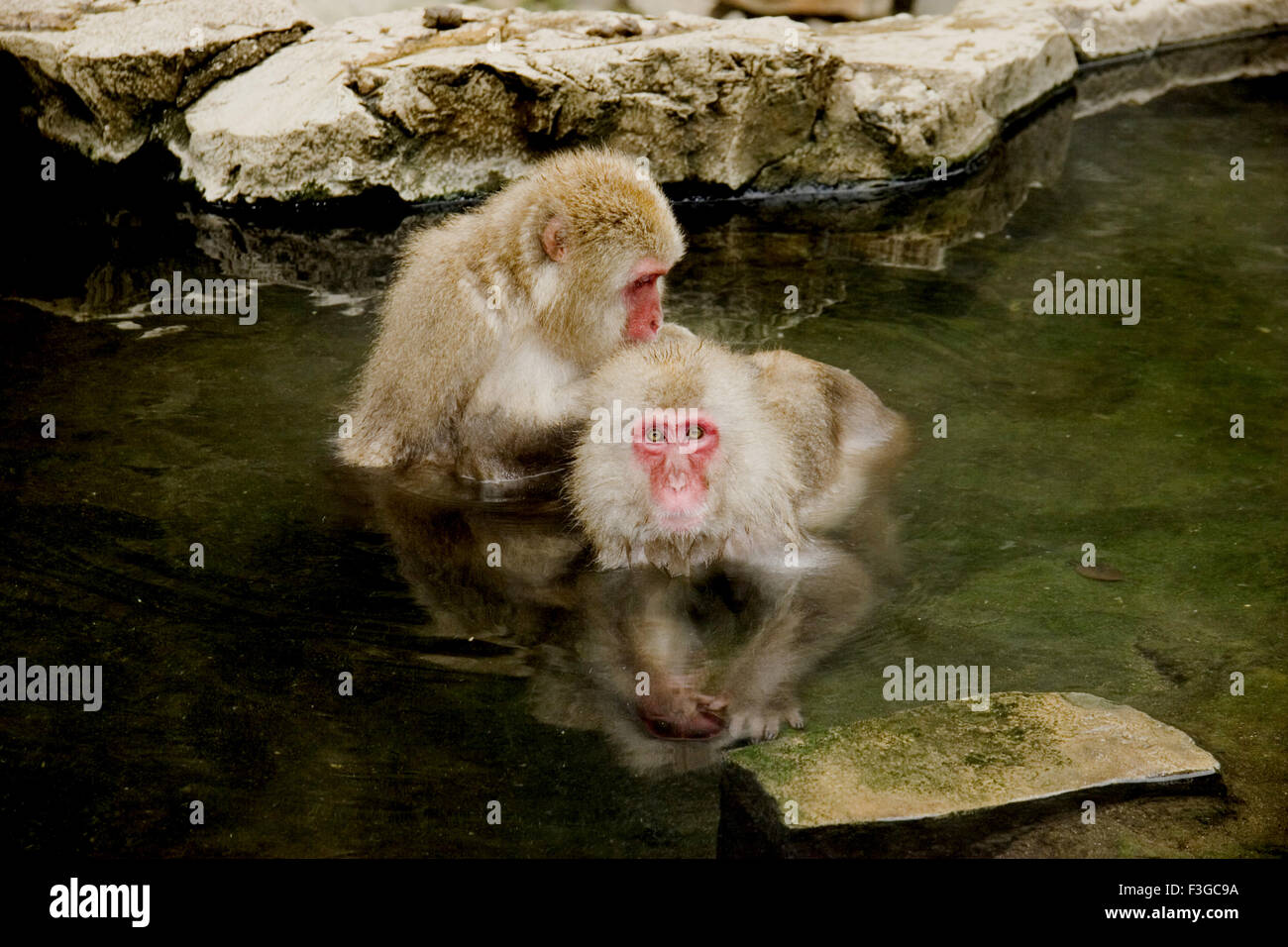 Japanese Monkeys sitting and grooming in hot water spring for heat and protection from too much of cold ; japan (kotio Stock Photo