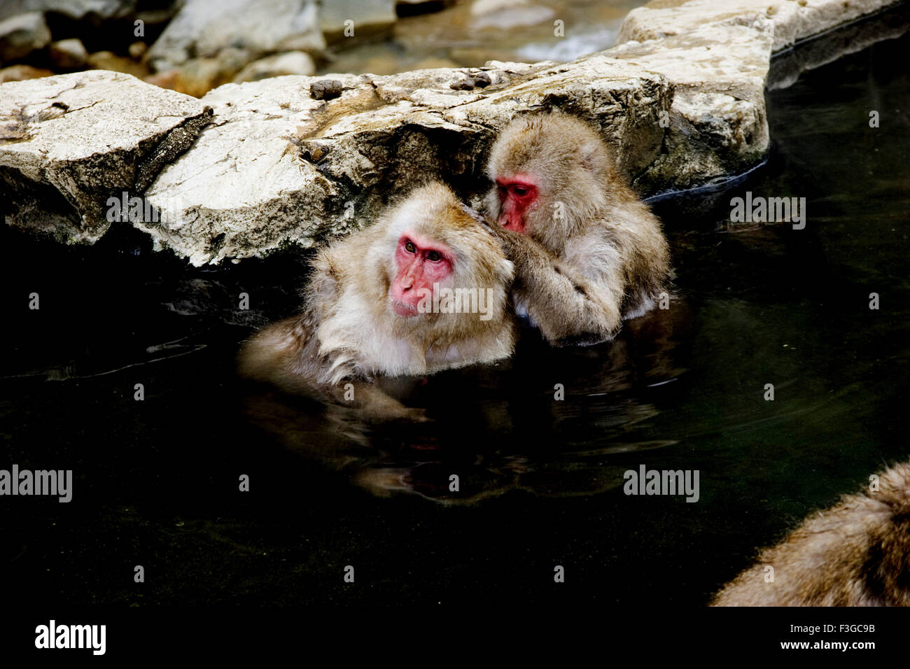 Japanese Monkeys sitting and grooming in hot water spring for heat and protection from too much of cold ; japan Stock Photo