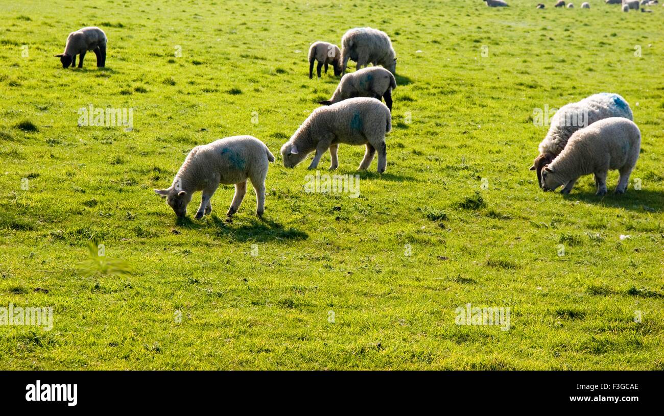 Sheep flock grazing ; India ; Asia Stock Photo