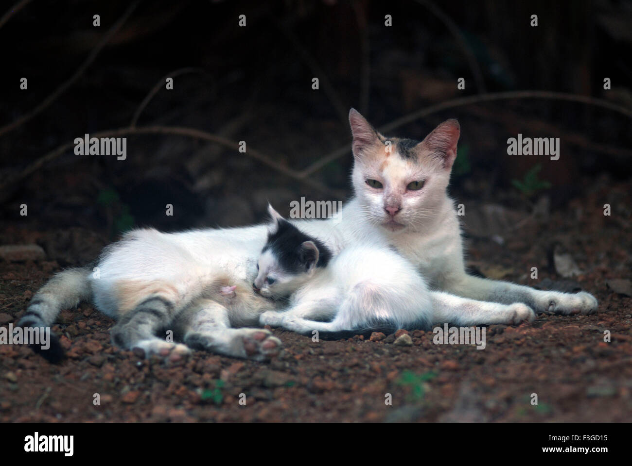 Mother cat suckling kitten ; Trivandrum ; Kerala ; India Stock Photo