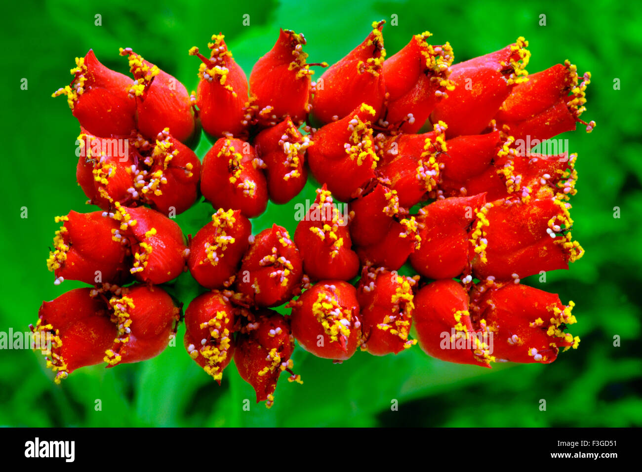 Exotic flower tips Stock Photo