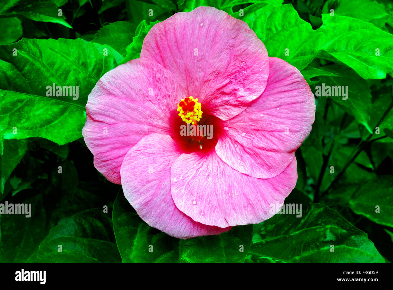 Hibiscus violet variation ; Trivandrum ; Kerala ; India Stock Photo