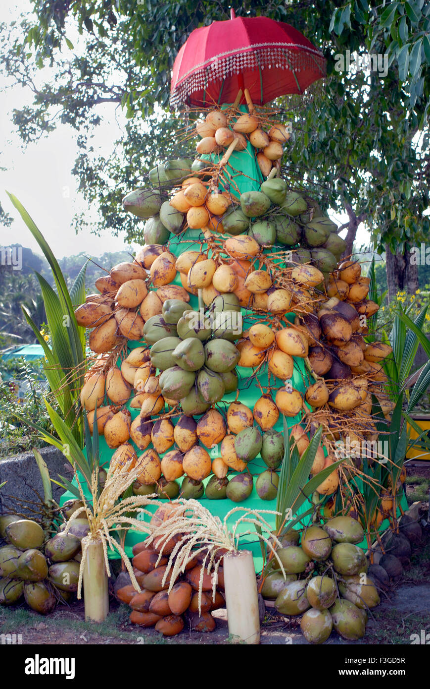 Coconuts of various varieties palm floor saplings on display during an exhibition ; Trivandrum ; Kerala ; India Stock Photo