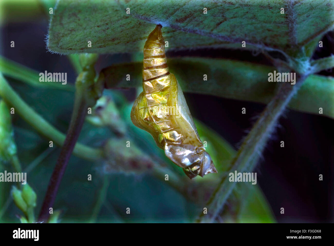 Golden pupa of Lepidoptera survival technique Stock Photo