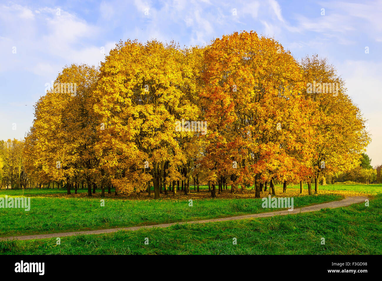 Autumn Landscape with Path Surrounding a Green Lawn with Golden Trees in Park at Sunny Day Stock Photo