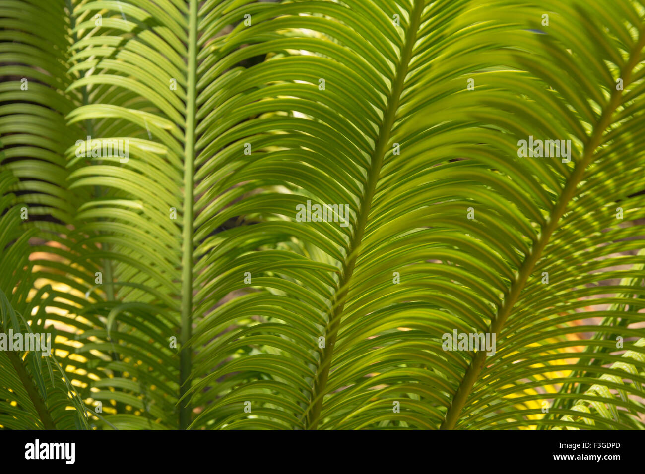 cycas plant natural floral abstract background Stock Photo
