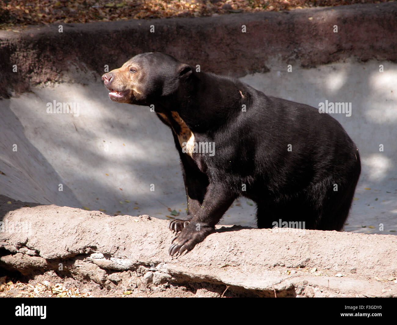 Nehru zoological park hires stock photography and images Alamy