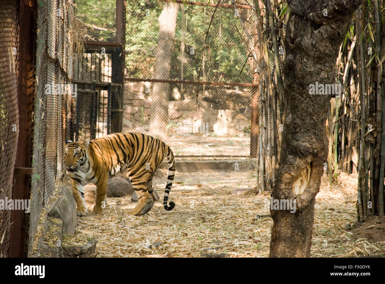 Tiger in zoo, Panthera tigris, India, Asia Stock Photo