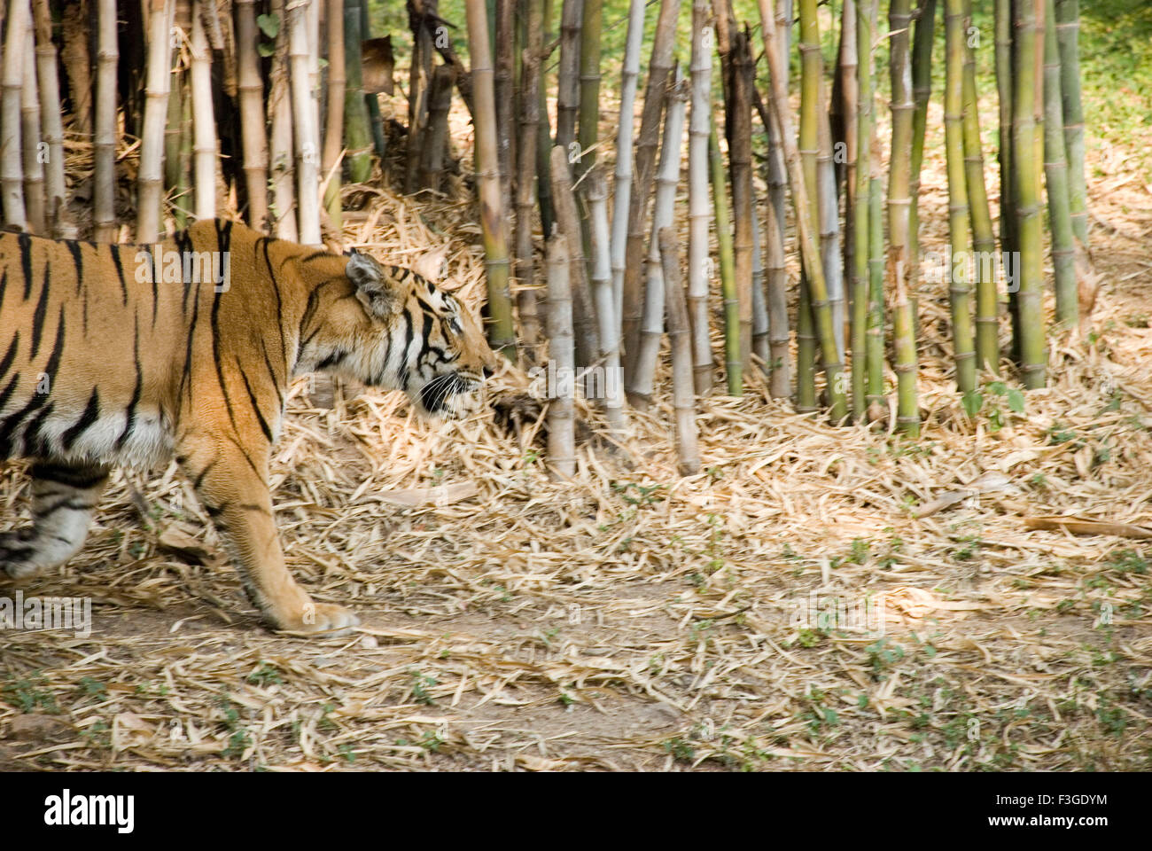 Tiger in zoo, Panthera tigris, India, Asia Stock Photo