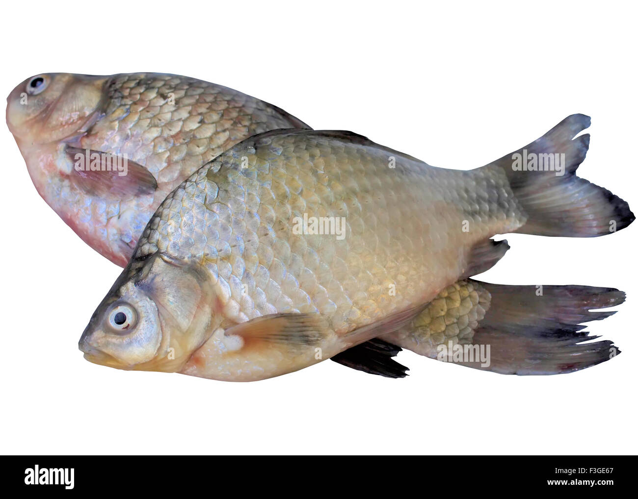 White, river, fish, fishing, carp, isolated, tail, fin, animals. Stock Photo