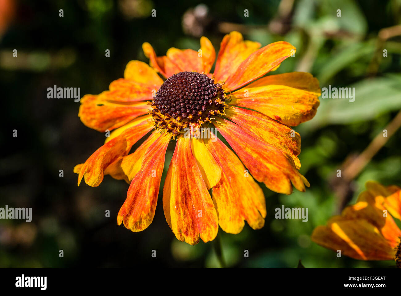 Helenium Sahin's Early Flowerer in Autumn light Stock Photo