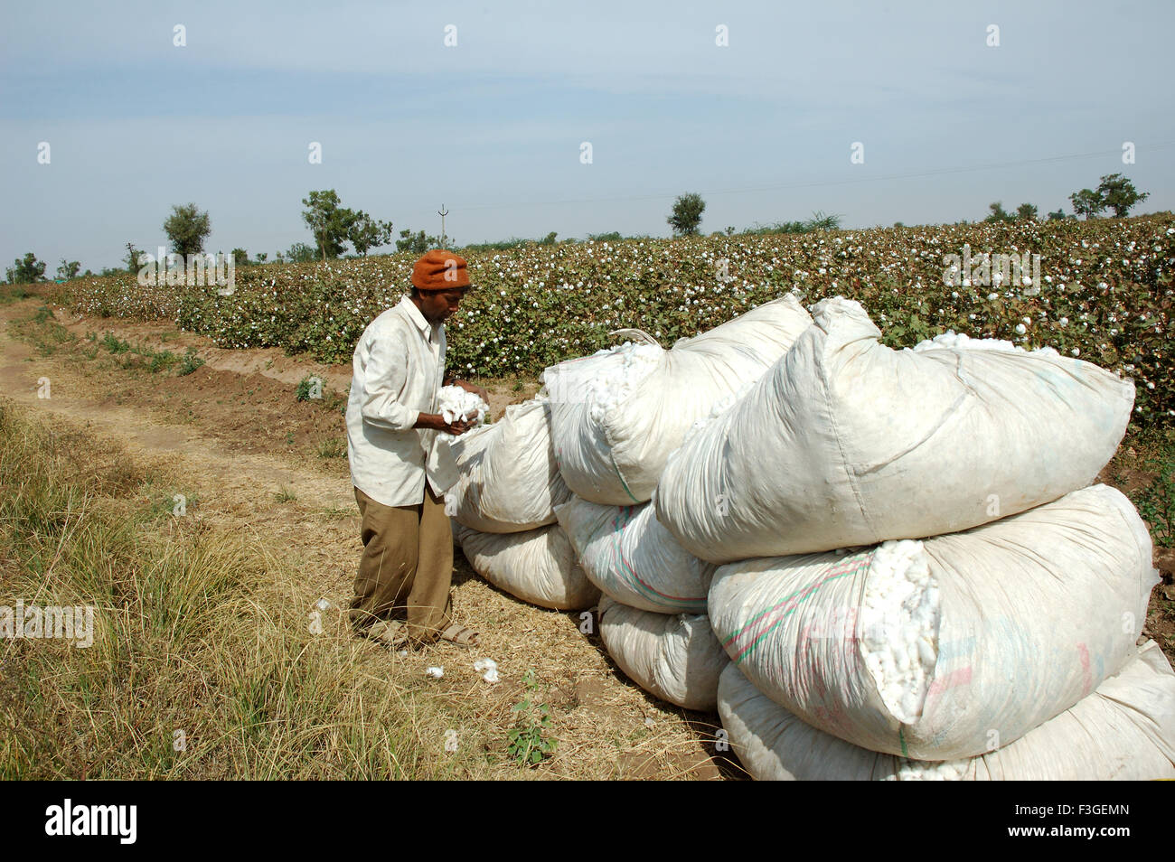 Cotton crop hand india hires stock photography and images Alamy