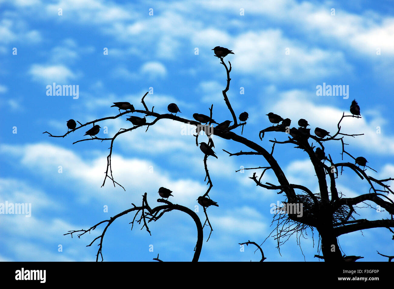 Birds on trees ; India ; Asia Stock Photo