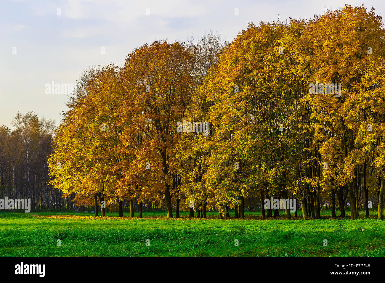 Colorful Autumn Trees on Green Lawn with Fallen Foliage under Trees in Park Stock Photo