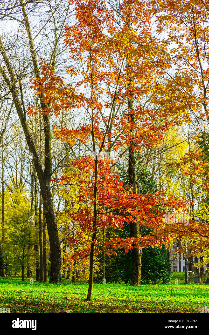 Autumn Young Oak with Orange Leaves Against Trees in Park Stock Photo