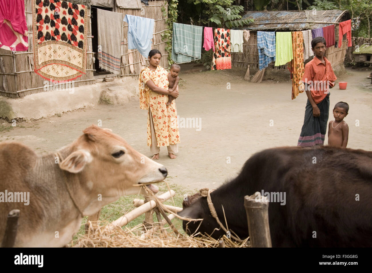 Domestic cows ; rural life ; Manik gunj ; Bangladesh Stock Photo