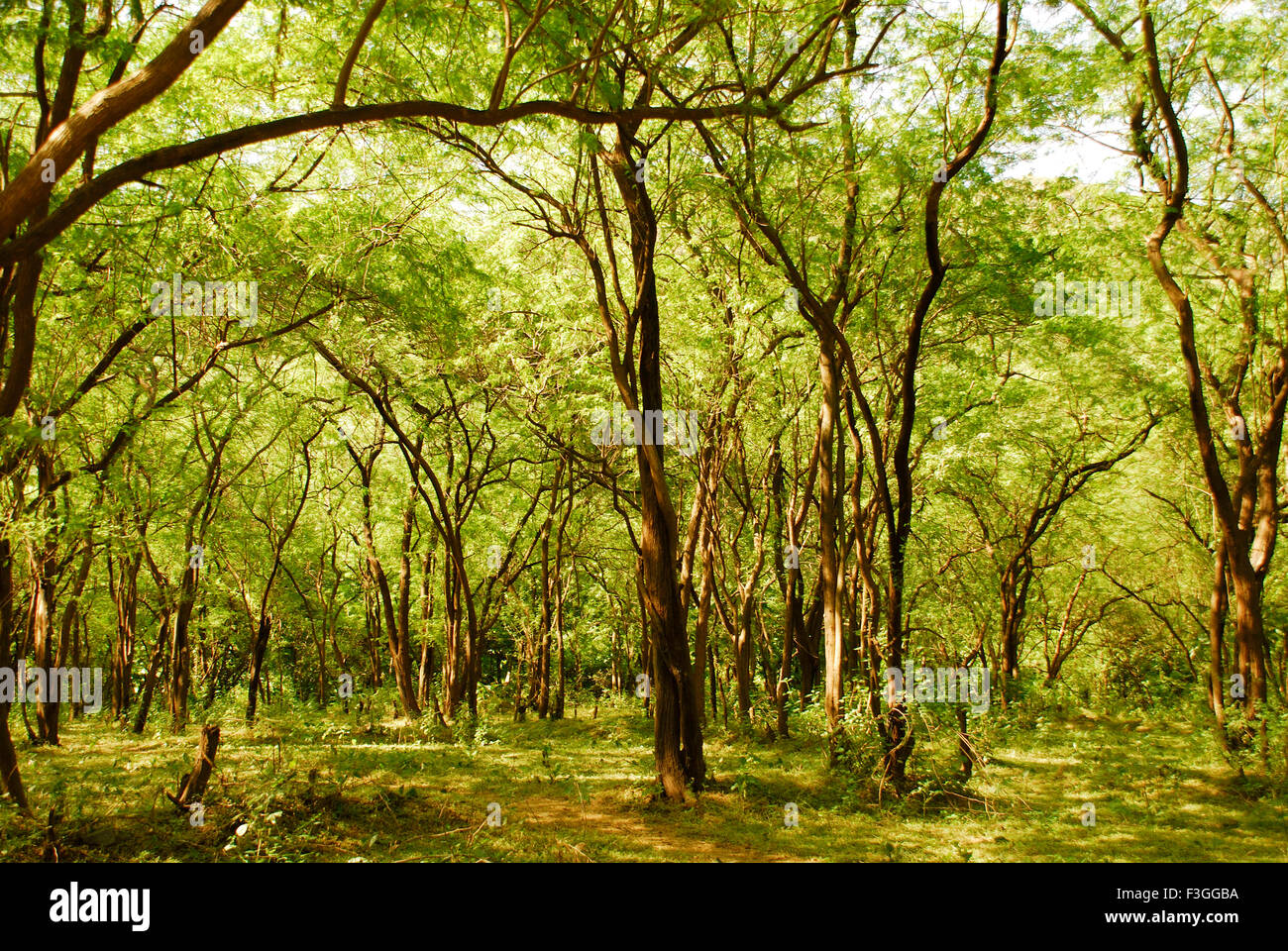 Jungle at Junagadh ; Gujarat ; India Stock Photo 88259902 Alamy