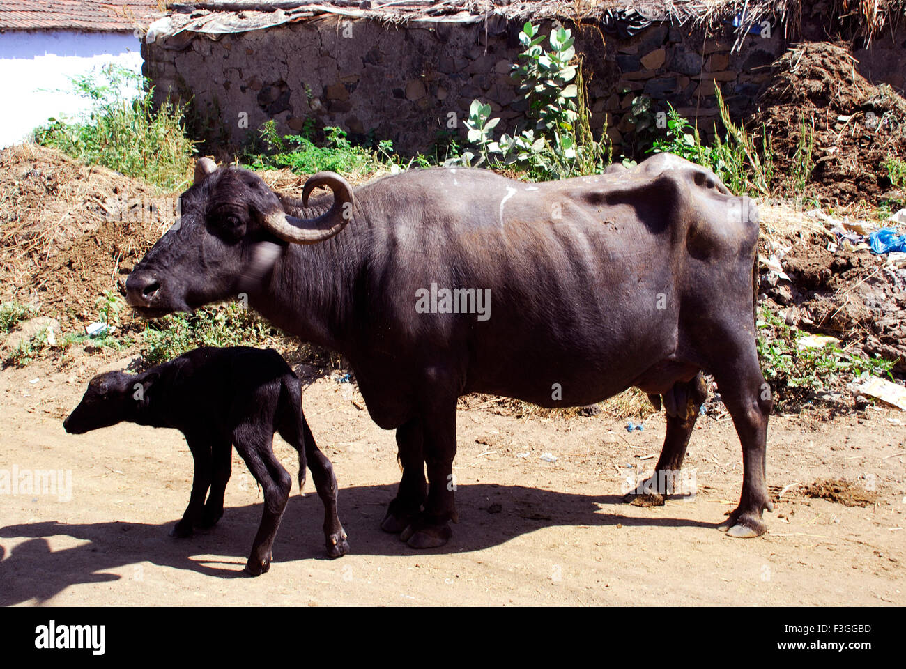 Two hours old calf with mother ; Chotilla ; Gujarat ; India Stock Photo