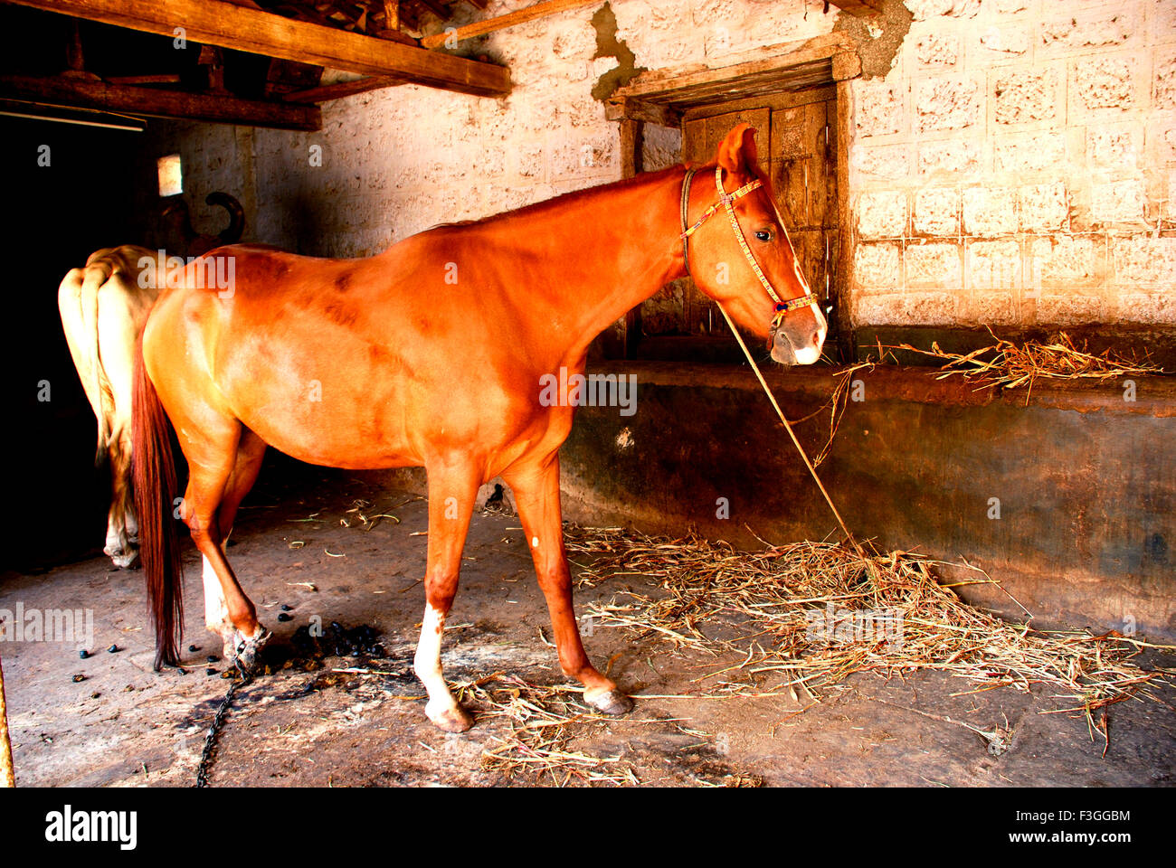 Horse, Lalji Maharaj ni Jagya, Sayla, Surendranagar, Gujarat, India, Asia Stock Photo