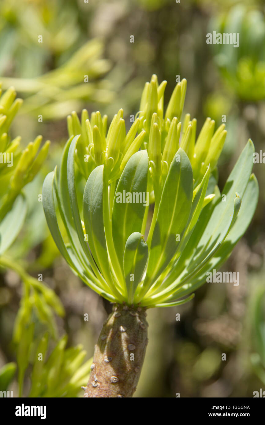 Flora f Gran Canaria - flowering Kleinia neriifolia, formerly classified within genus Senecio Stock Photo