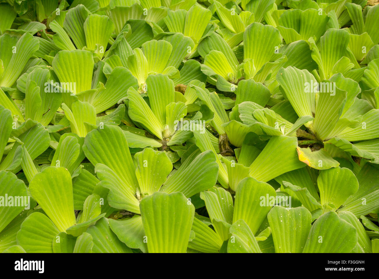 natural floral background of aquatic plant  Pistia stratiotes Stock Photo