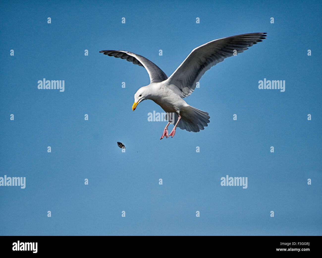 Glaucous-winged Gull (Larus glaucescens) in flight dropping shellfish onto stony beach to crack shell Stock Photo