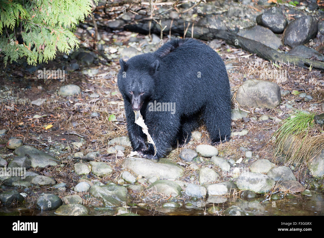 Black Bear (Ursus americanus) with salmon, Thornton Fish Hatchery