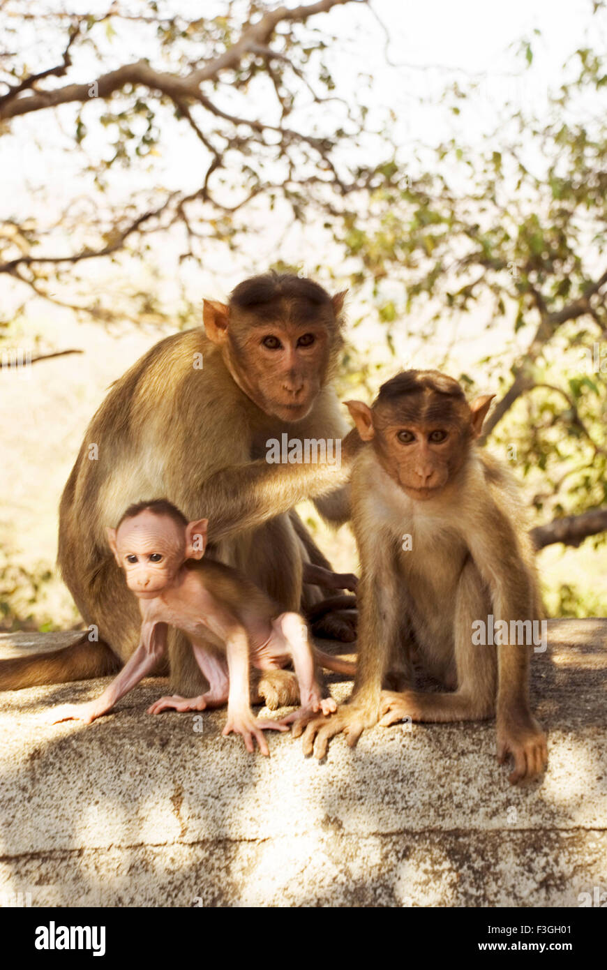 Rhesus monkey at Sanjay Gandhi national park ; Borivali ; Bombay now Mumbai  ; Maharashtra ; India Stock Photo - Alamy