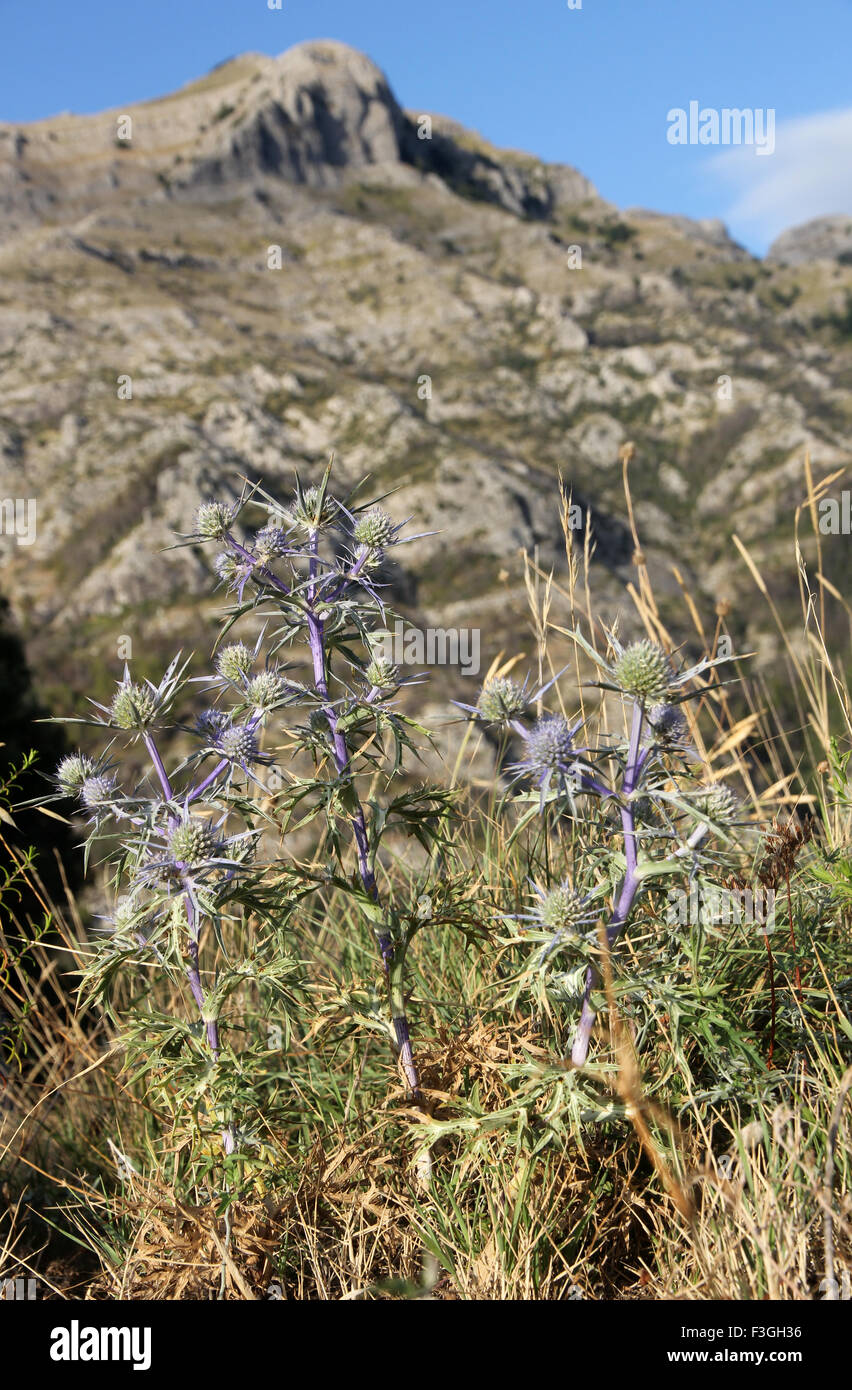 blue thistles Sorrentine Peninsula Campania Italy Stock Photo