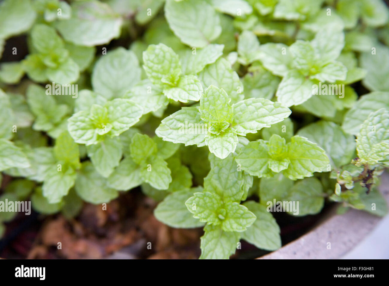 Spice plant ; Green leaves of Mint Pudina (Mentha Arvensis) ; Village Dilwara ; Udaipur ; Rajasthan ; India Stock Photo
