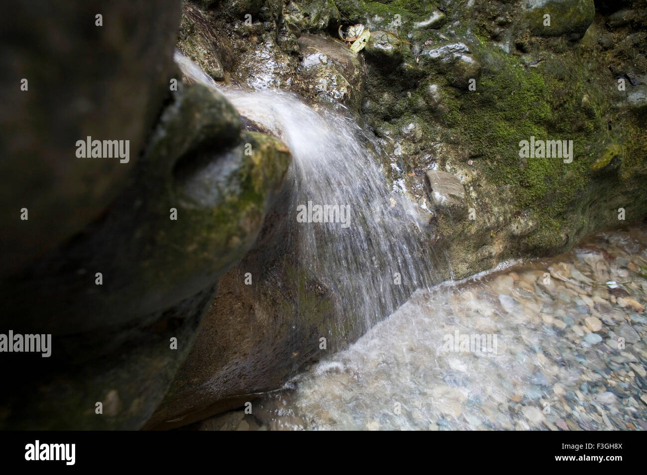 Pure water flowing ; natural spring splash from Foothill of Himalaya ; Dehradun ; Uttaranchal ; India Stock Photo