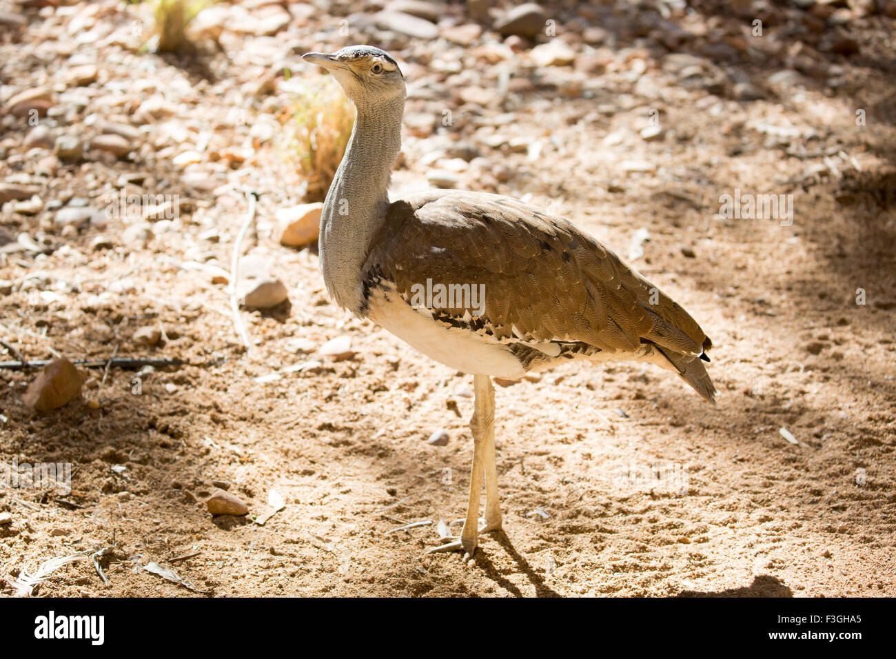 An Australian Bustard, or Bush Turkey, spotted near Alice Springs in the Northern Territory, Australia Stock Photo