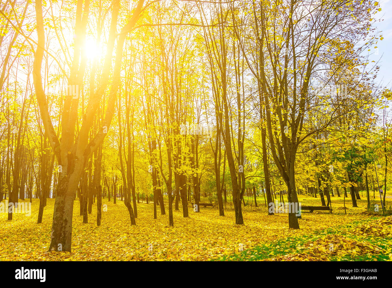 Autumn City Park with Fallen Yellow Foliage Under Trees with Branches ...