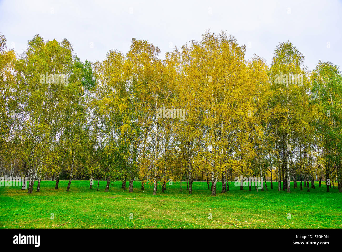 Autumn Background of Birch Trees with Yellow Golden Leaves in Park ...