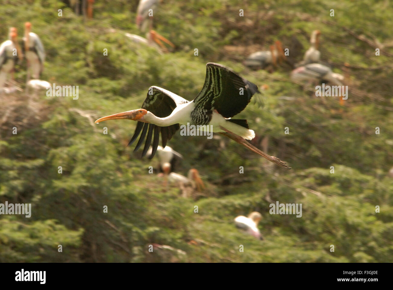 Painted stork bird flying ; Delhi zoo ; Delhi ; India Stock Photo