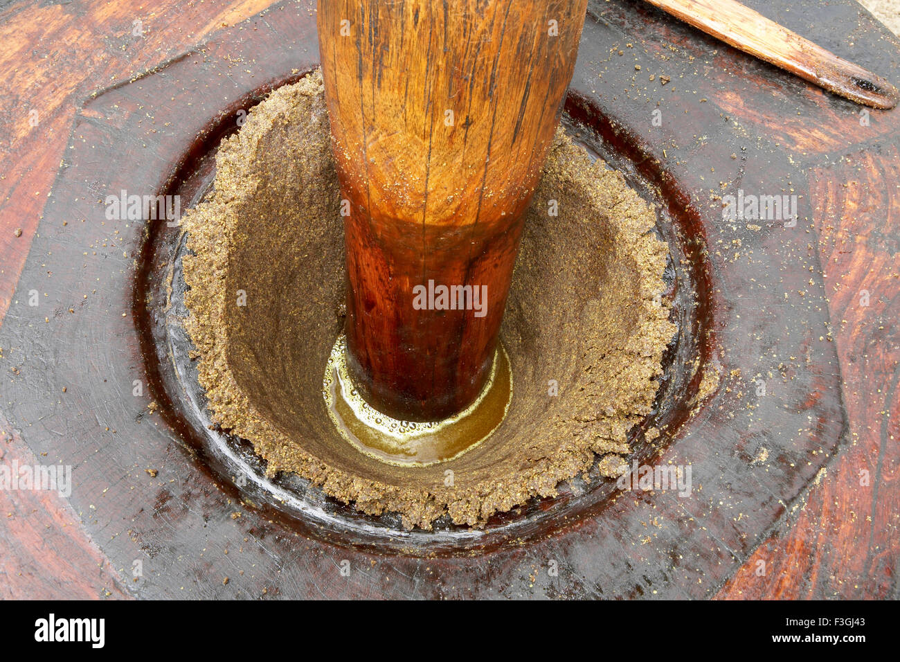 Mustard oil oozing out at the bottom of the well of the oil pressing mill during the oil extraction process ; Rajasthan ; India Stock Photo