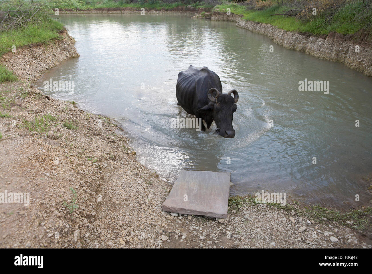 buffalo standing in pond ; Rajasthan ; India , asia Stock Photo