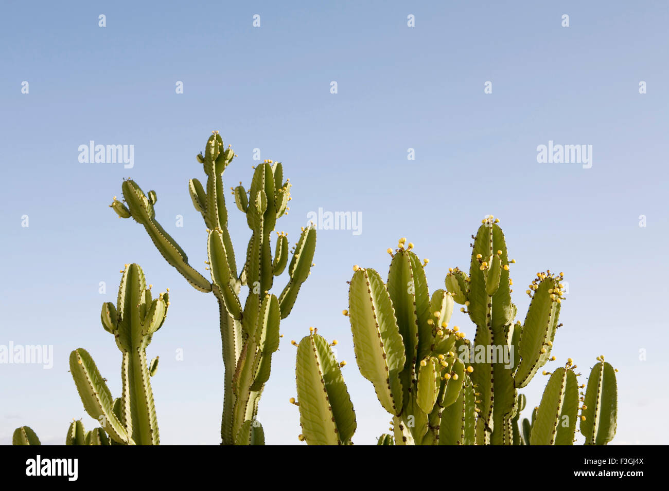 Cactus plant with fruits ; U.S.A. United States of America Stock Photo