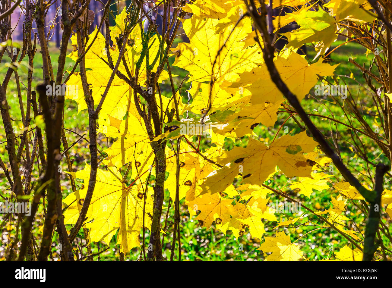 Yellow Maple Leaves on Branches of Tree in Sunlight in Autumn Season ...