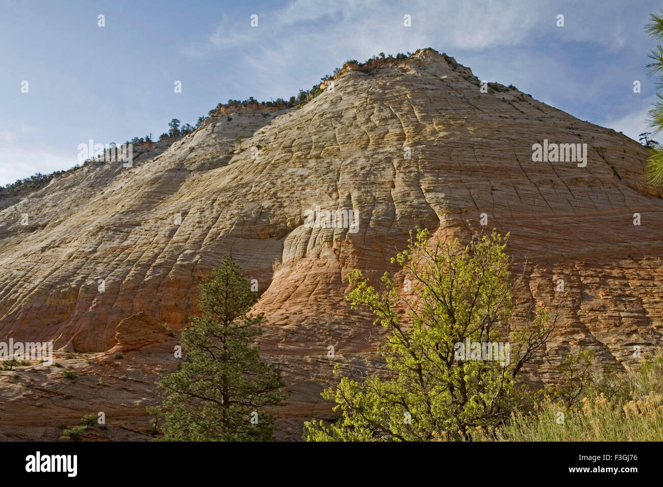 Checkerboard mesa prominent naturally sculpted art fractures Zion canyon national park ; U.S.A. Stock Photo