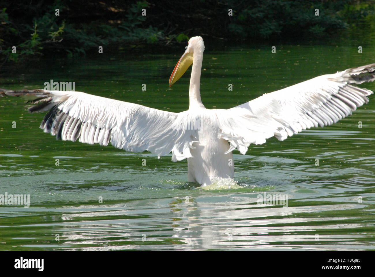Pelican bird floating in water ; Delhi zoo ; Delhi ; India Stock Photo