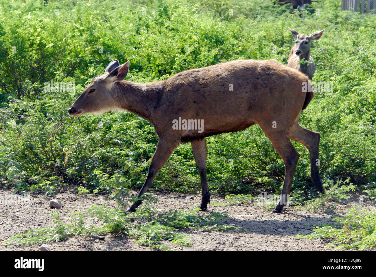 Sambar deer, Zoo, Delhi, India, asia Stock Photo