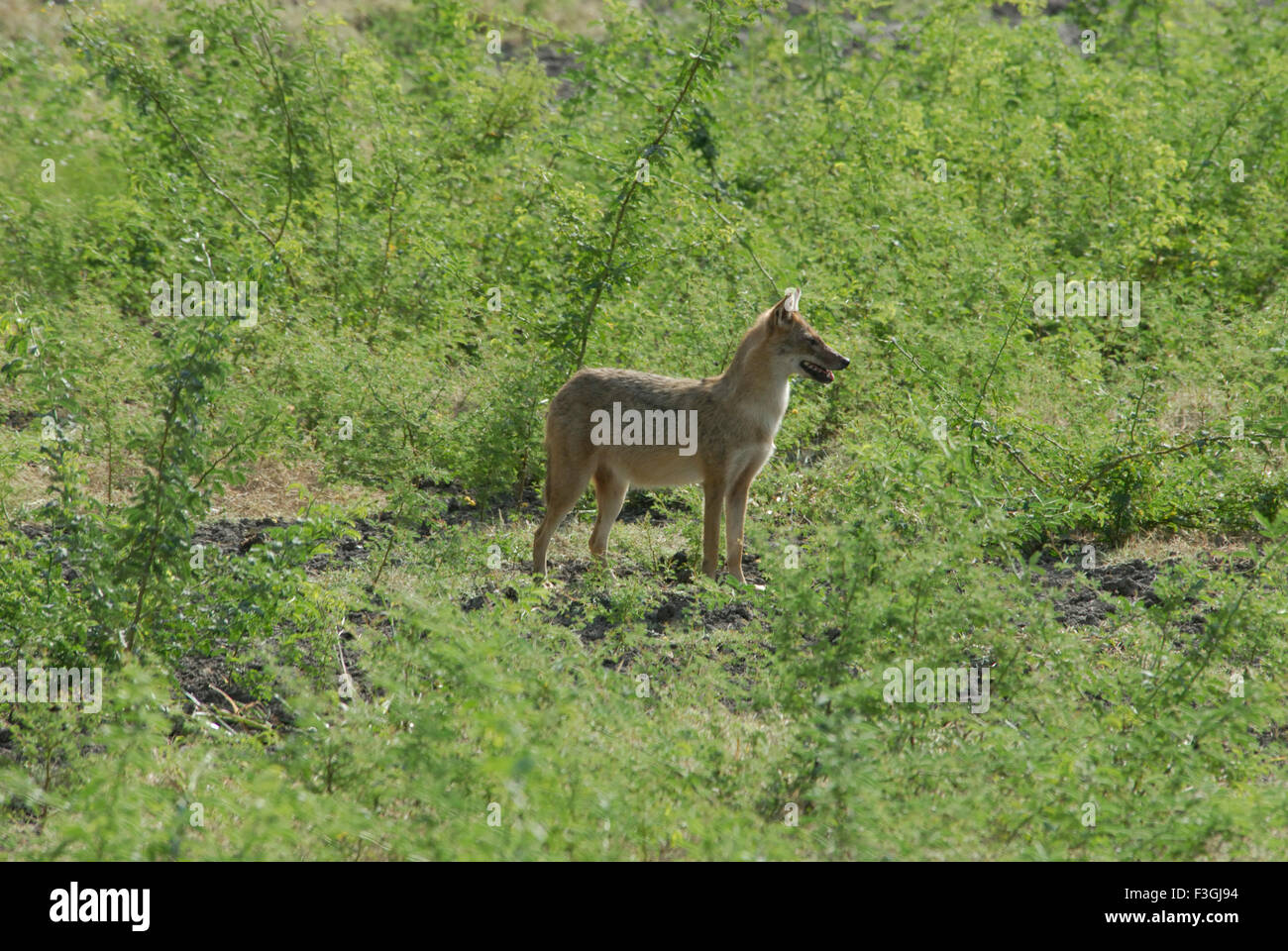 Animals of keoladeo ghana national park hi-res stock photography and images  - Alamy