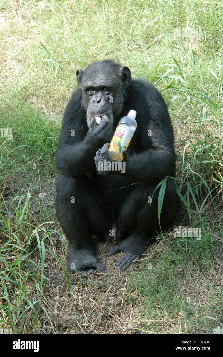 Chimpanzee holding bottle ; Delhi zoo ; Delhi ; India Stock Photo