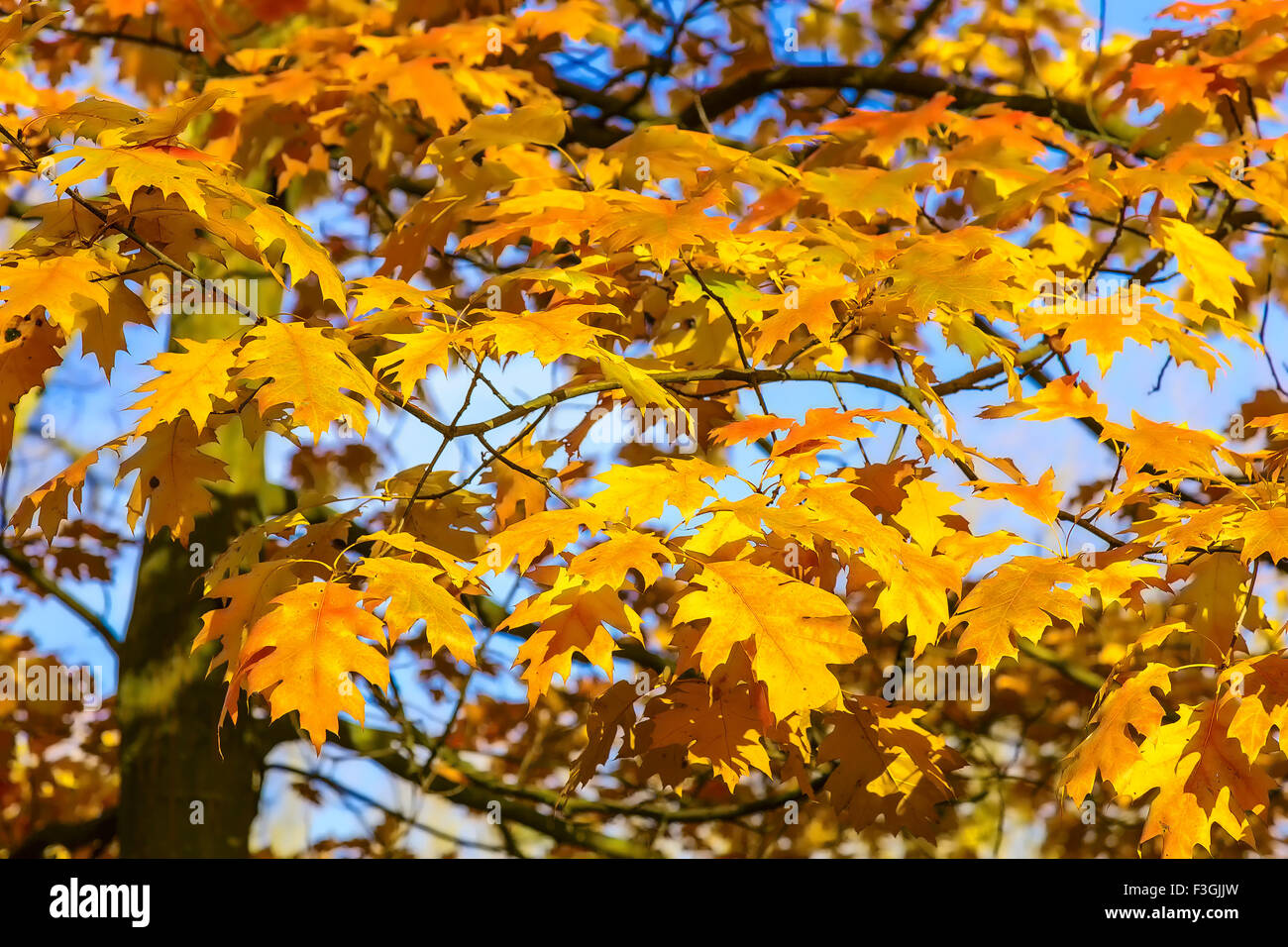 Autumn Background from Oak Yellow Leaves on Branches of Tree at Sunny