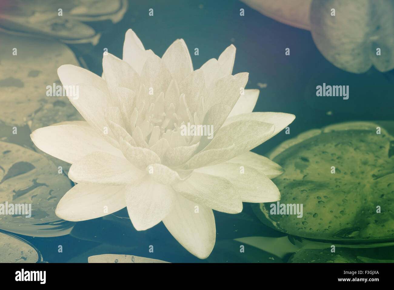 water lily in pond close up Stock Photo - Alamy