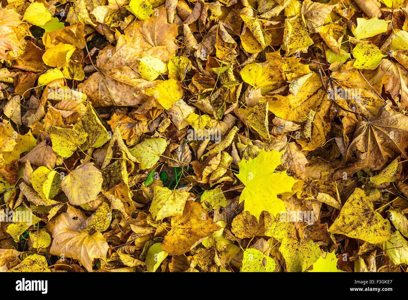 Fallen Autumn Leaves on Ground Stock Photo - Alamy