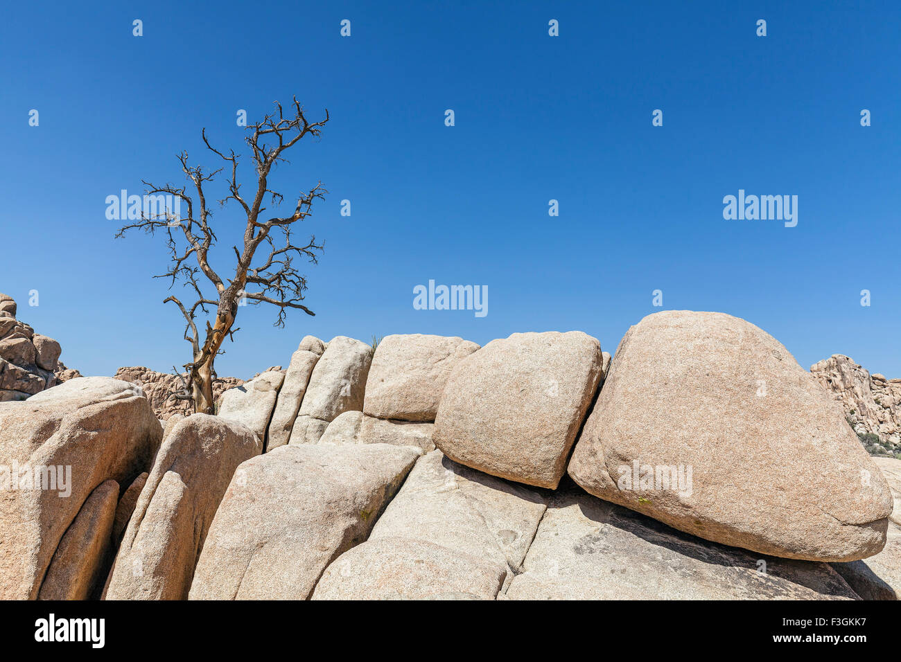 Dry tree on rock formation in Joshua Tree National Park, California, USA. Stock Photo