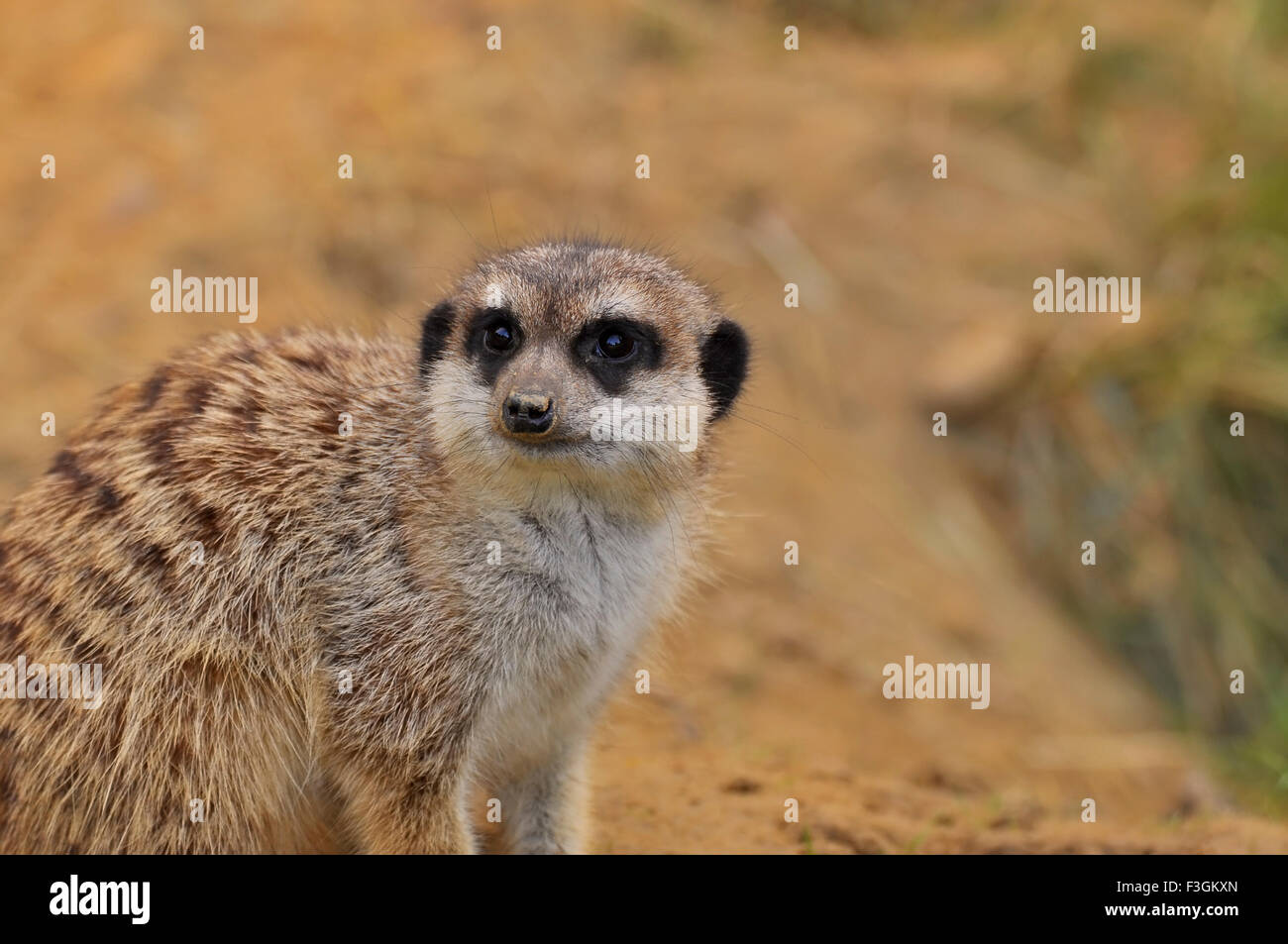 Portrait of a Meerkat - Suricatta suricates Stock Photo